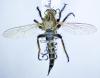 Machimus rusticus